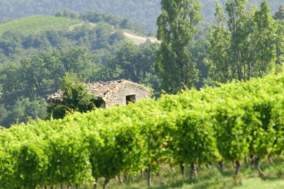 maison dans les vignes