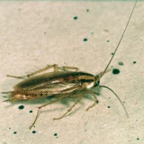 Cafard germanique (Blattella germanica) sur une surface claire, vue de dessus