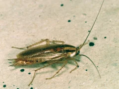 Cafard germanique (Blattella germanica) sur une surface claire, vue de dessus