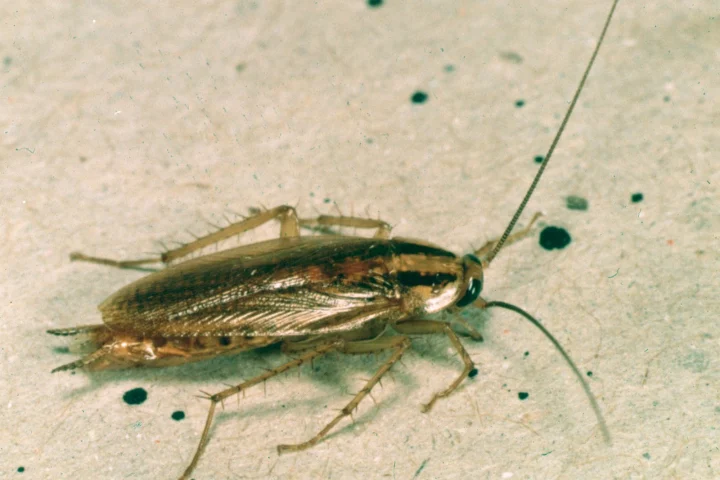 Cafard germanique (Blattella germanica) sur une surface claire, vue de dessus