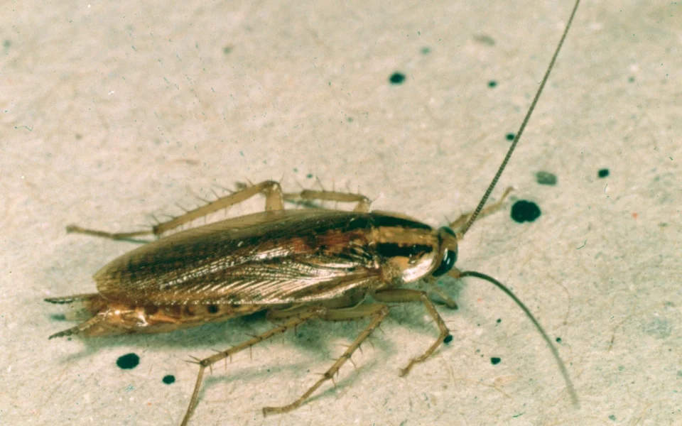Cafard germanique (Blattella germanica) sur une surface claire, vue de dessus