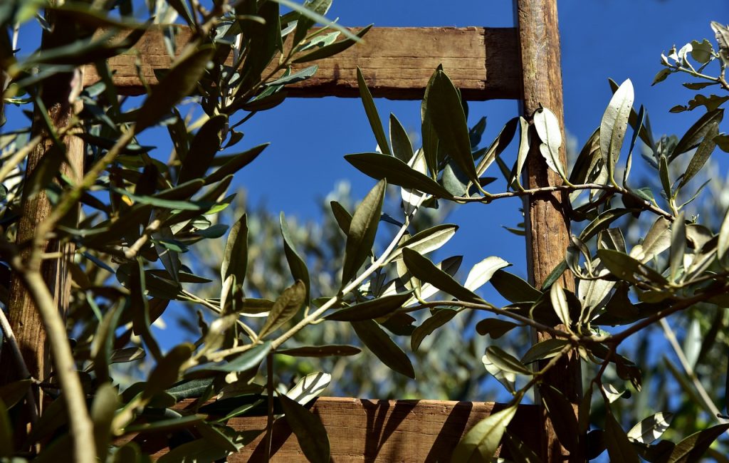 échelle en bois qui fait office de tuteur pour des branches d'olivier